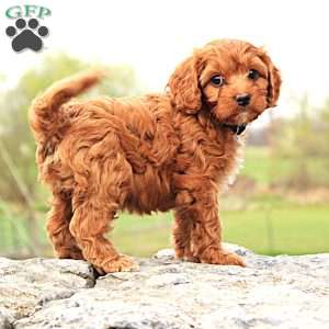 Corey, Cavapoo Puppy